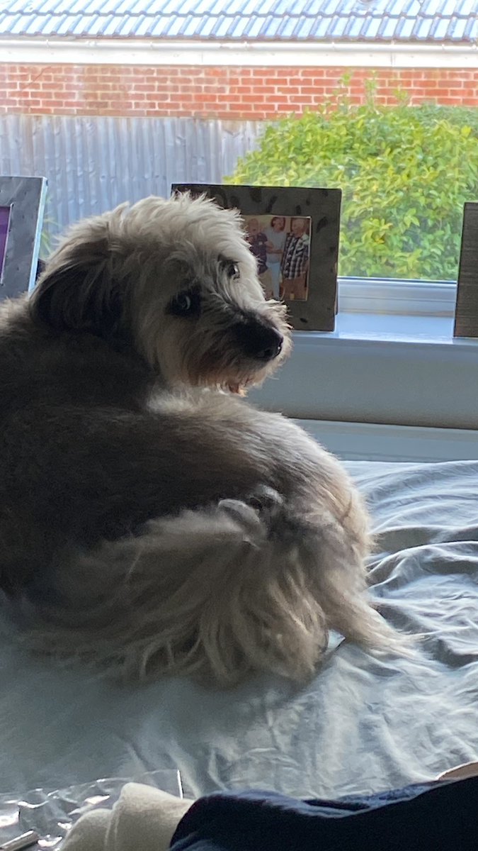 AlexSpanglish's tweet photo. @garydyke1 @ruskin147 Yes they do! Chester is now about as gorgeous and loving as he can be. It’s taken us (the 3 of us), 2 and a half years, patience, kindness, love in droves and most of all training (again, for the 3 of us)! Totally worth it 🥰 https://t.co/lVzSBdmtGr