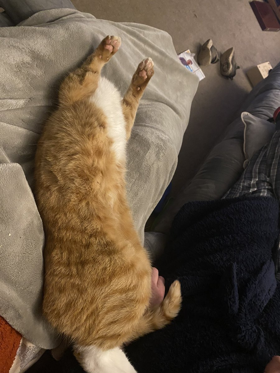vickiwarner's tweet photo. @michaelscat2 Perfect 🐱🐯 https://t.co/hTvDQAfMxH