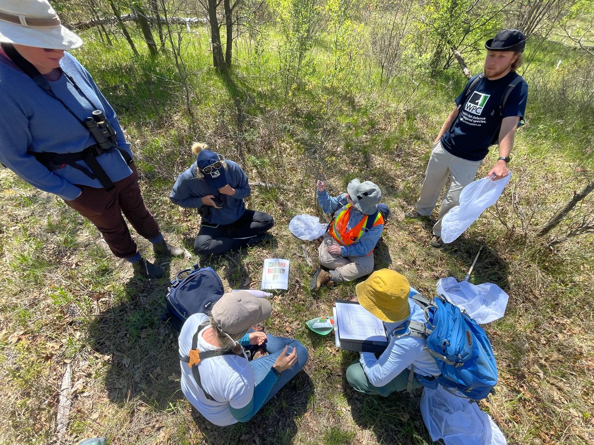 RyanNorrisSci's tweet photo. Feeling like a bit of a job board at the moment but guess that is a good thing! Live in the GTA? Two more positions available working on endangered Mottled duskywing butterflies with our amazing team: @Jessicalinton86 @ETrendos @WPCWild911 @Conservatory_ @nrsinews https://t.co/CE17Z4E6lW