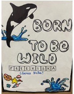 bayviewglenps1's tweet photo. @BGPS we continue to advocate for Kiska. See the posters our Grade 5/6 students created in the hope that she can go to the Whale Sanctuary in Nova Scotia. #freekiska #humanecanada #emptythetanks #animaljustice #zoocheck #whalesanctuary https://t.co/n2pxmC4cfT