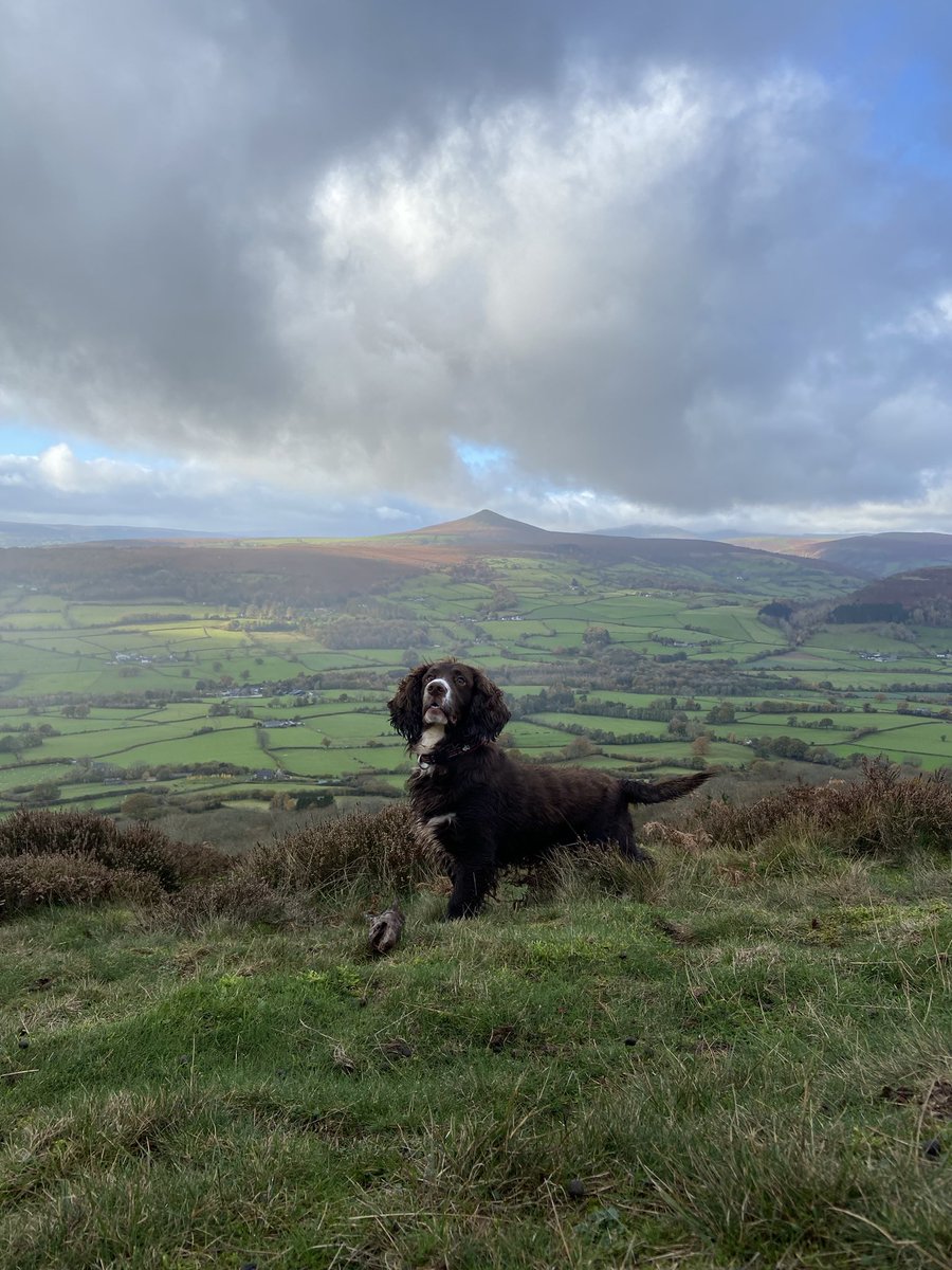 #visitwales #mountains #spaniel #WALES   #Abergavenny