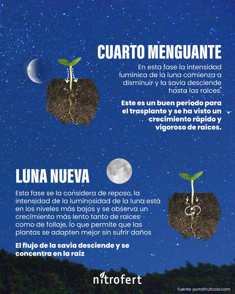 NitrofertCol's tweet photo. Hoy en martes de agro hablamos sobre la importancia de los ciclos lunares en el desarrollo de los cultivos.
#cultivos #luna #campo #ciclolunar #nitrofert #agrocolombiano #martesdeagro https://t.co/D5f16WtW5U