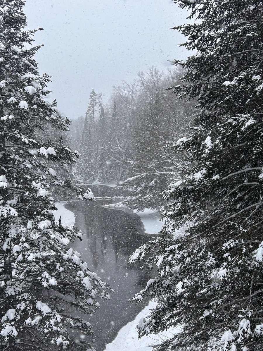 Allison Pang tweet media