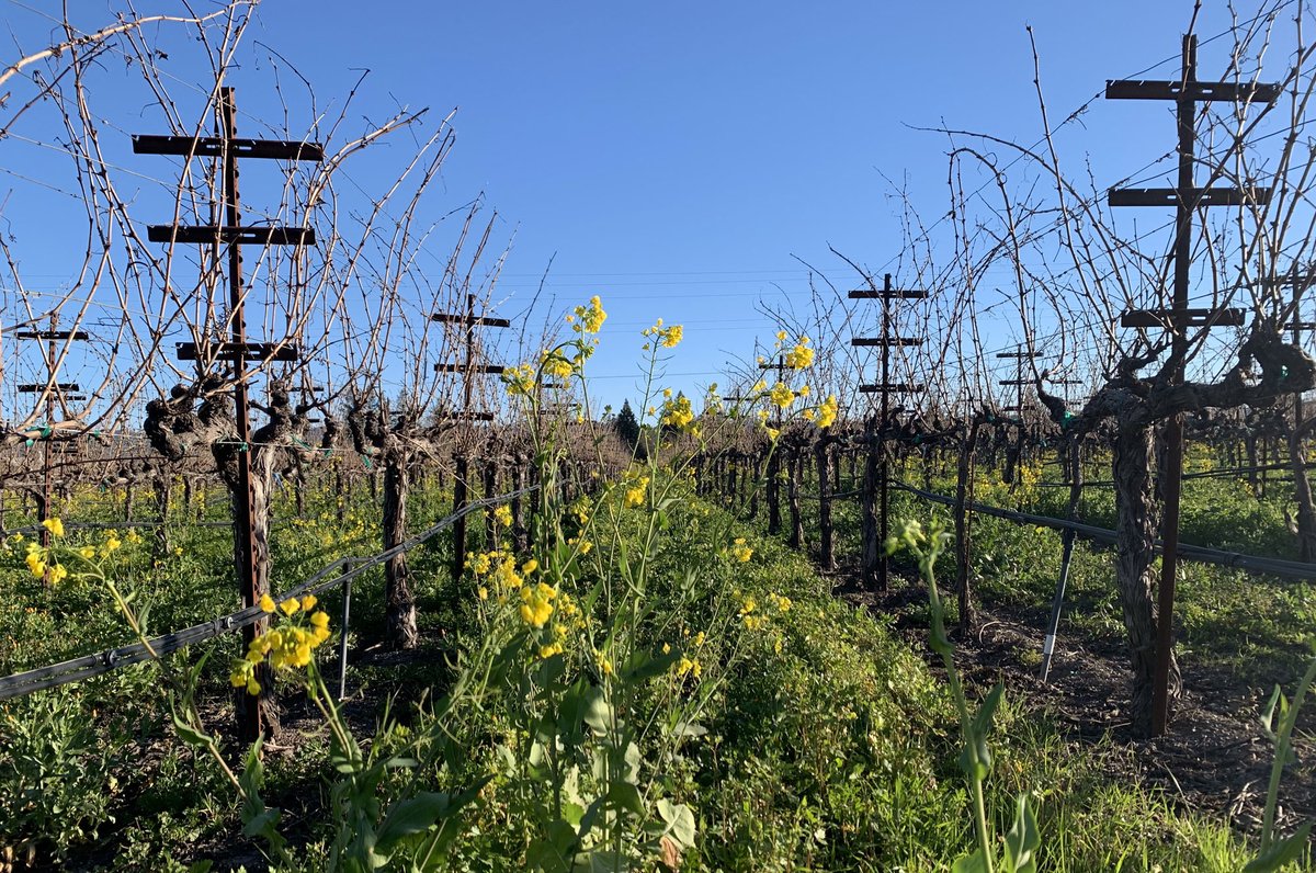 JN_Wines's tweet photo. Komes Ranch, Rutherford, Napa Valley, Late January

#mustardseason
#wildmustardseason
#mustardseason2023
#napa 
#napavalley
#napavalleymustardseason
#winterinwinecountry
#vineyard
#vineyards https://t.co/YcigFoD4dn