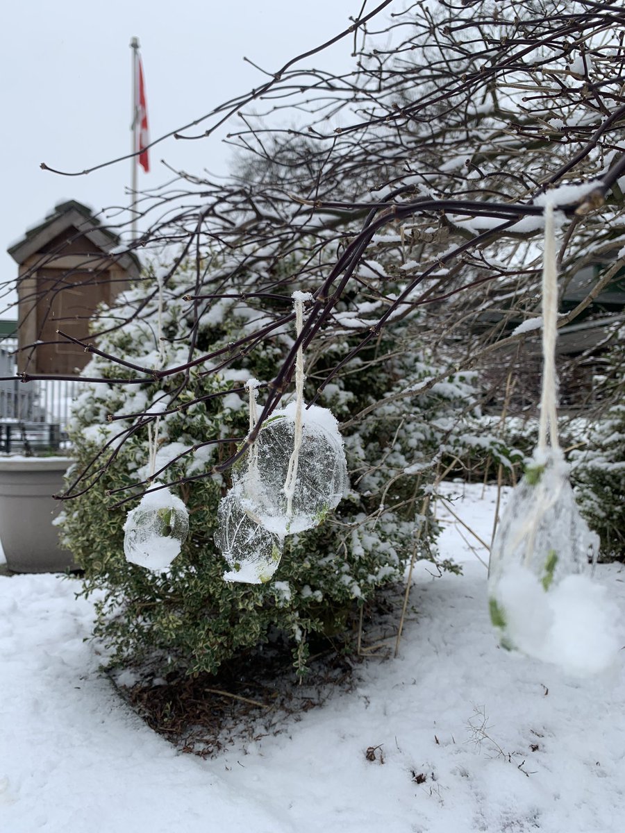 #connectingwithconnaught Day 88- Div. 8’s beautiful nature ornaments looked even more special dusted by the snow @newwestschools #outdoorlearning