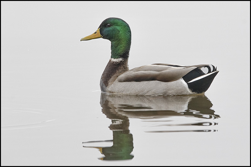 Mallard Duck Drake on the Neuse River fine art print. Get it at bob-decker.pixels.com/featured/high-…

#AYearForArt #ArtMatters #BuyIntoArt #GiveArtNotCandy #Wildlife #Waterfowl #Duck #NaturePhotography #Fineart #Wallart #bird #Photography #Wildbird #Homedecor #Art #Drake #Mallard #Artphoto