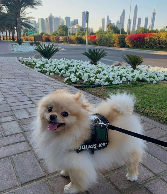rubying36's tweet photo. My cutie sammy🥰 https://t.co/yx5z3qUvFV