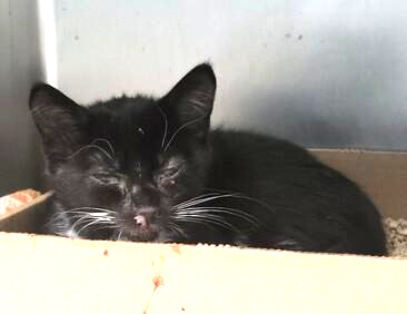 *SHELTER PLEA* Legos was surrendered to the shelter by her owner. She is a 3 month old kitten with a URI. Needs out ASAP!
facebook.com/photo.php?fbid…