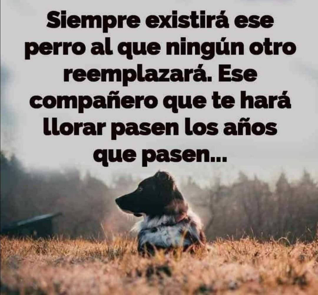 Sabueson's tweet photo. Recuerdan el nombre de ese peludito que nos dejó huella https://t.co/H8rmEygQrY