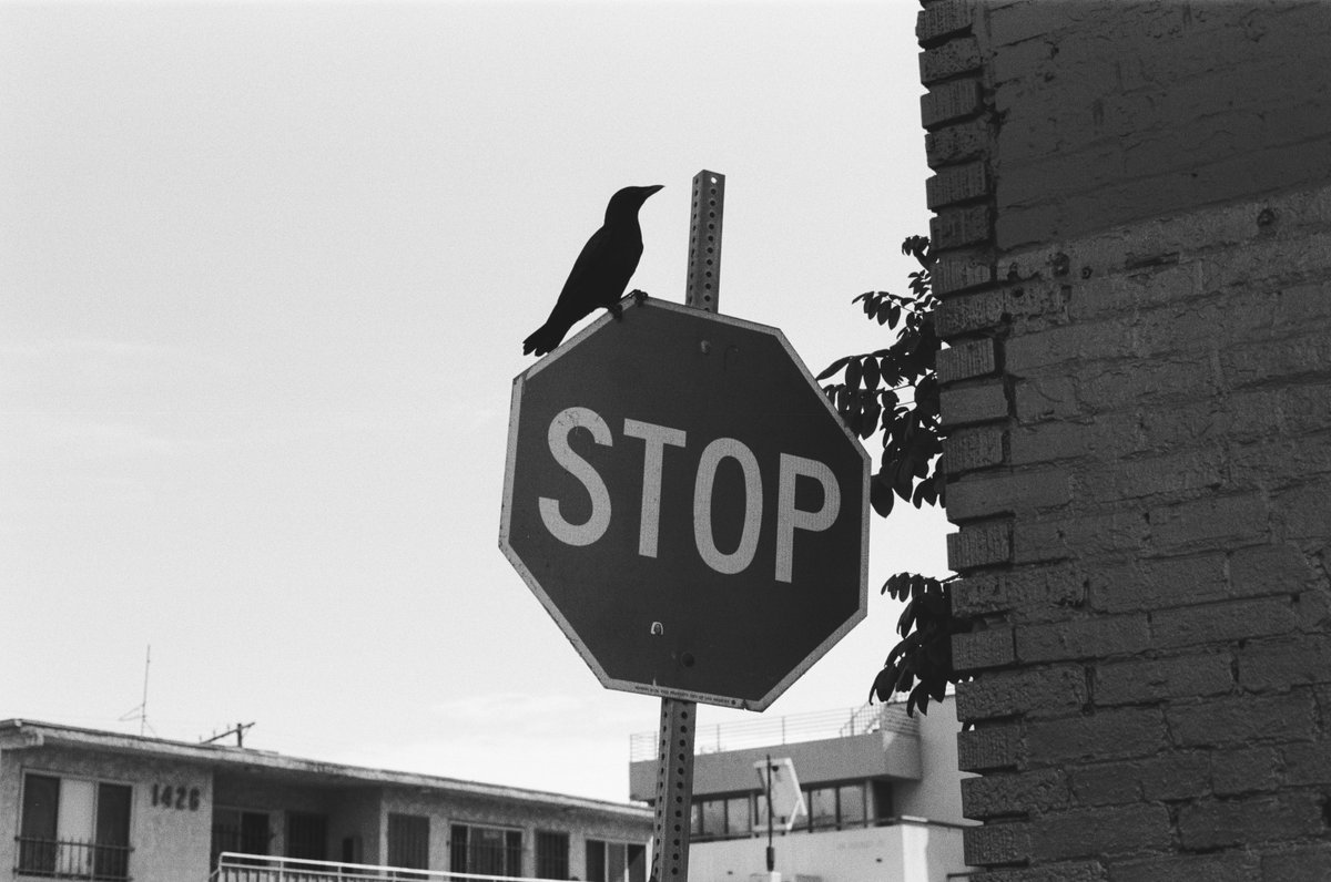 SheardownPhoto's tweet photo. Kodak Tri-X in Venice Beach. https://t.co/pjrQWLjjve