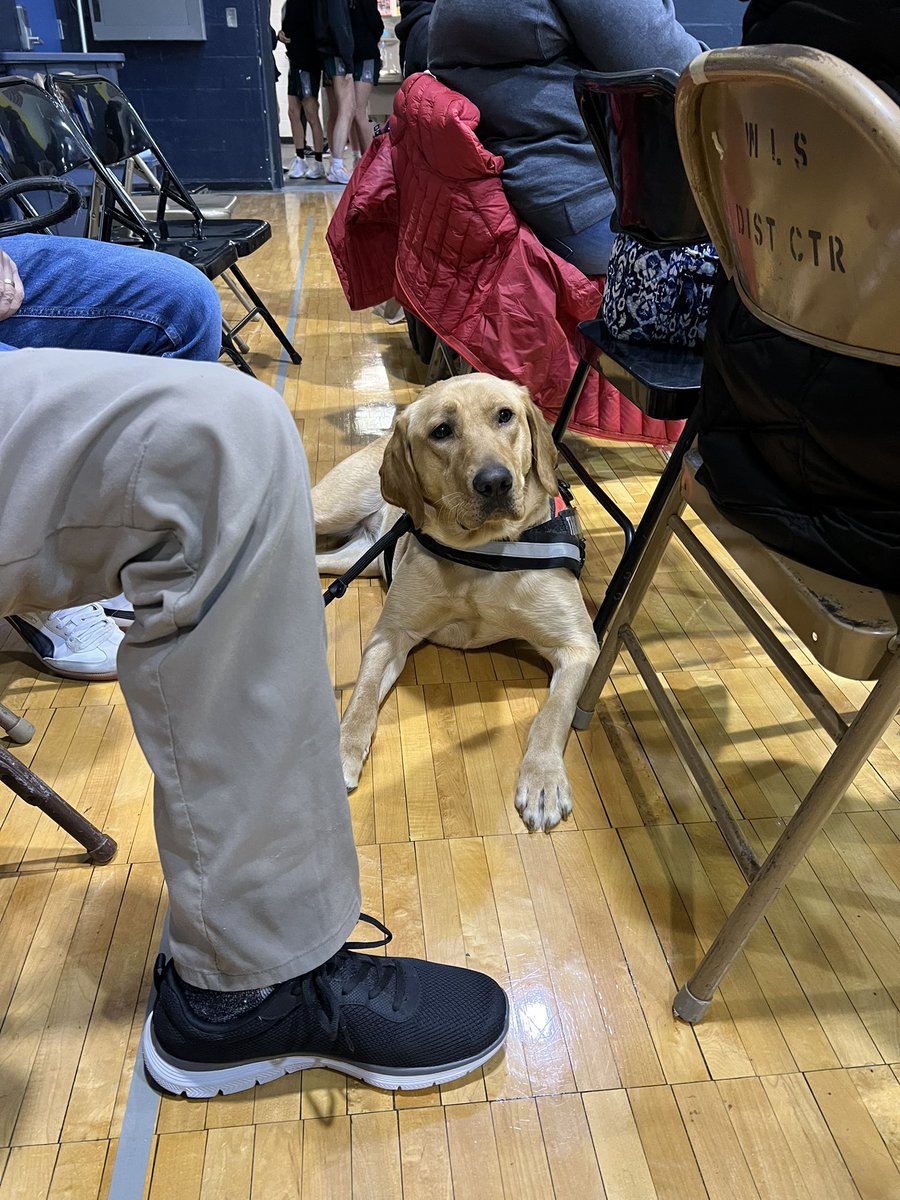 Willow- Keith Therapy Dog (@dragondogwillow) on Twitter photo Cheering on <a href="/WLGymnastics/">Walled Lake Gymnastics</a> ! Such a great team! <a href="/WlcsdD/">WLCSD Therapy Dogs</a> <a href="/WalledLkSchools/">Walled Lake Schools</a> Cheering on <a href="/WLGymnastics/">Walled Lake Gymnastics</a> ! Such a great team! <a href="/WlcsdD/">WLCSD Therapy Dogs</a> <a href="/WalledLkSchools/">Walled Lake Schools</a>