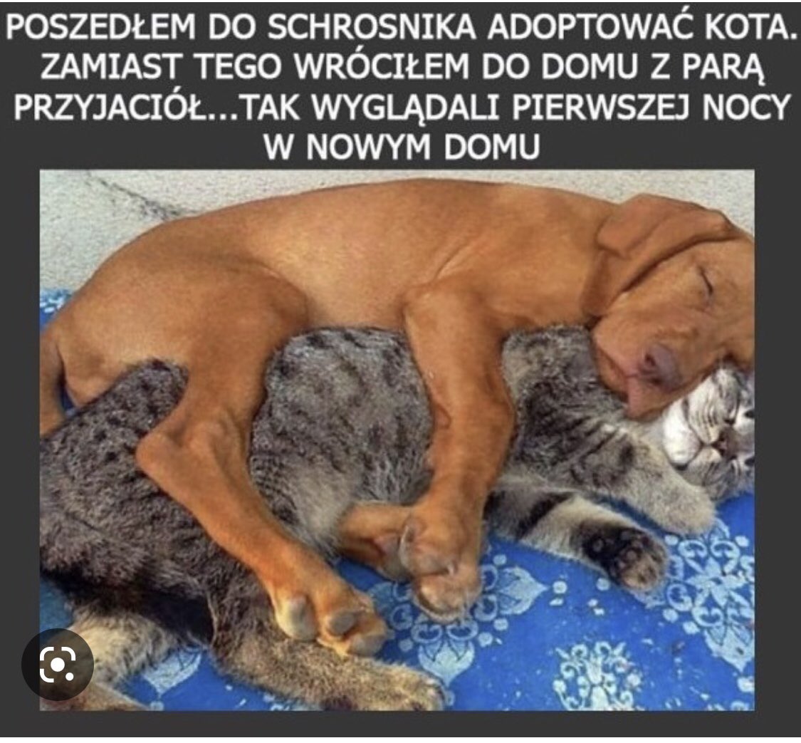 Morela #🇪🇺🇵🇱 tweet media