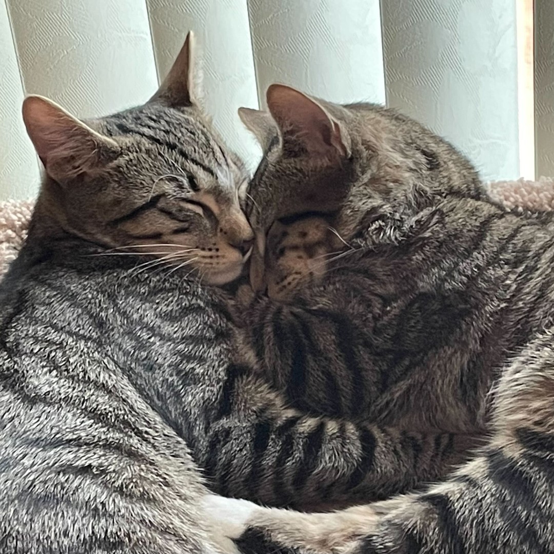 KarmaCatZenDog's tweet photo. Alfredo and Leonardo are the sweetest little kittens around!  These young brothers are the best of friends and looking for a family to call their own. Could you be the one? https://t.co/3HeELZsy7B