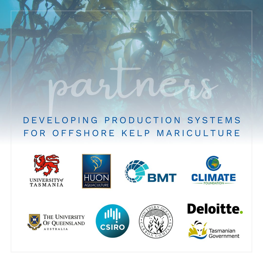 Blue Economy CRC (@blueeconomycrc) on Twitter photo Our latest project will trial #offshore systems for #kelp #mariculture, selecting genotypes to cope with ocean warming, assess performance, environmental impact & economic viability. <a href="/UTAS_/">University of Tasmania</a> <a href="/BMT_Global/">BMT</a> @climatefdn <a href="/huonaquaculture/">Huon Aquaculture</a> @southerncarbon <a href="/CSIRO/">CSIRO</a> @uq_news @green_dot Our latest project will trial #offshore systems for #kelp #mariculture, selecting genotypes to cope with ocean warming, assess performance, environmental impact & economic viability. <a href="/UTAS_/">University of Tasmania</a> <a href="/BMT_Global/">BMT</a> @climatefdn <a href="/huonaquaculture/">Huon Aquaculture</a> @southerncarbon <a href="/CSIRO/">CSIRO</a> @uq_news @green_dot