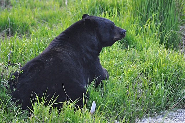 ConservationVIP's tweet image. We are excited to announce this scholarship for early in career young adults from underrepresented communities interested in the field of conservation.  Learn more conservationvip.org/scholarship/