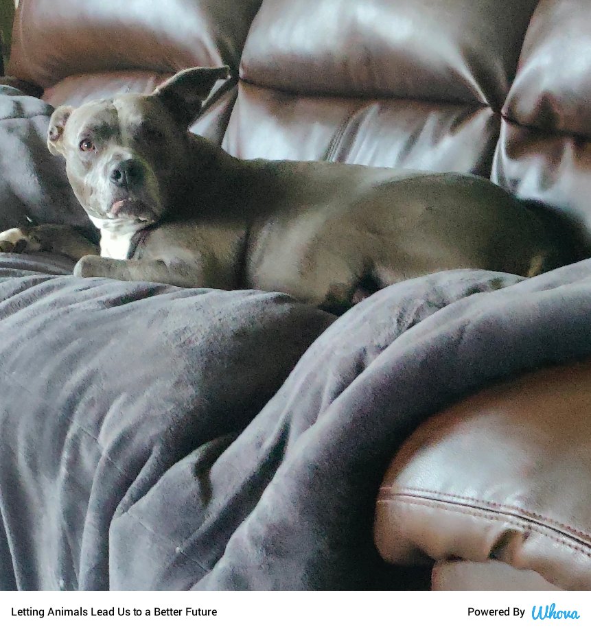 "It's morning already!?" ☺️  #lettinganimalslead #betterfuture #veganismtoday #onlineconference #animalconference via Whova event app whova.com/whova-event-ap…