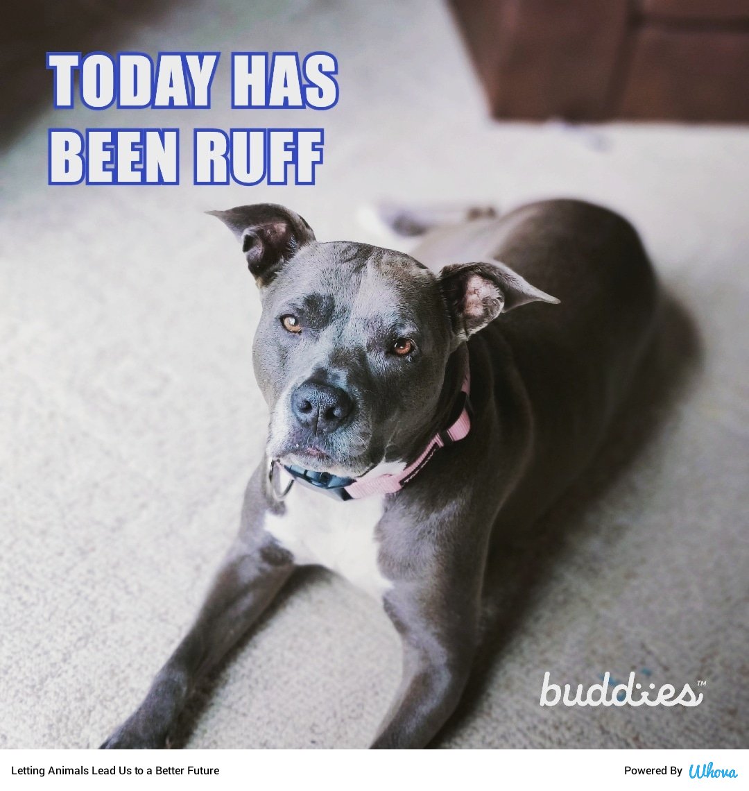 Today has been ruff! Had just went for a long walk!  #lettinganimalslead #betterfuture #veganismtoday #onlineconference #animalconference via Whova event app whova.com/whova-event-ap…