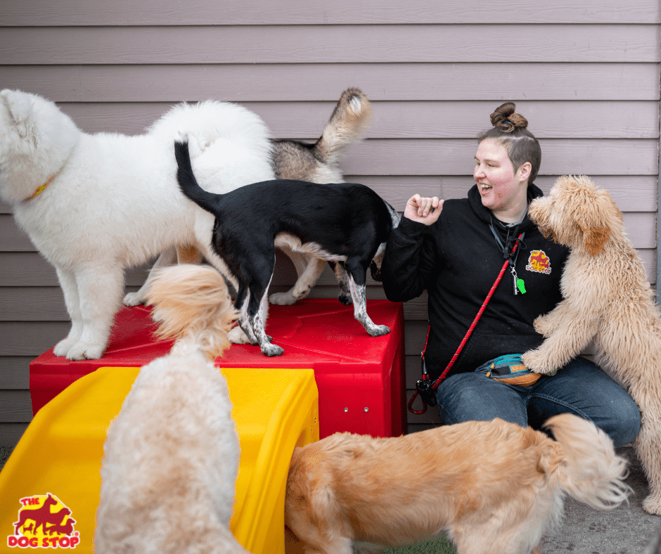 How lucky are we that we smile this big at work all day?😁  Thanks to your fur babies of course! #thedogstopfamily
