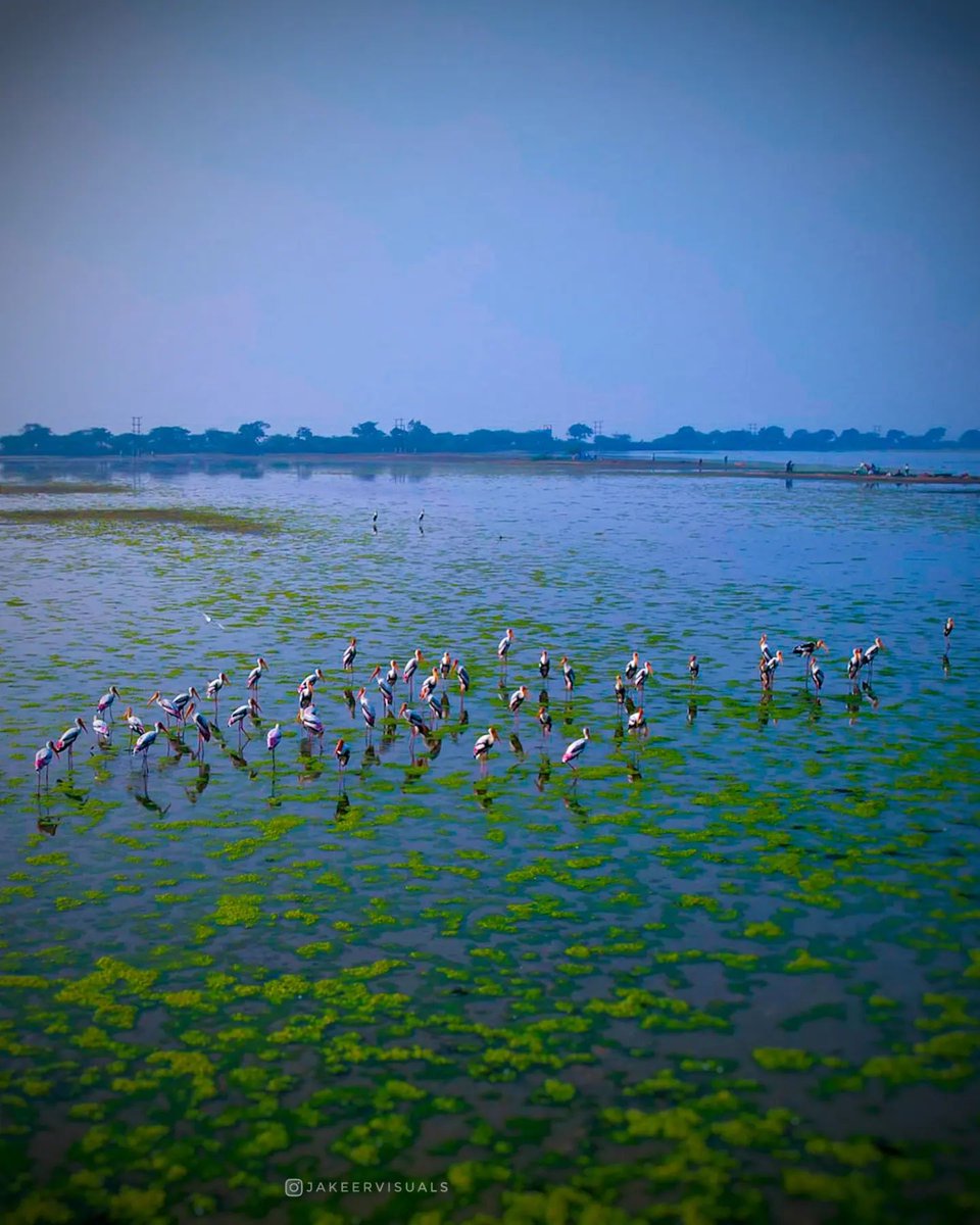 #Paintedstorks #Birds #Birdsphotography #BirdsOfTwitter #Beautiful #Nature #Naturelover #Naturebeauty #NaturePhotography #India #IncredibleIndia