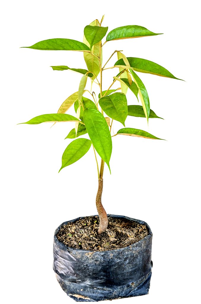 OneMonthOneTree's tweet photo. Do you have tree seedlings that you would like to donate?
#OneMonthOneTree #OMOT #SaveOurPlanet #OneTrillionTrees https://t.co/PUcfmlD6Rs