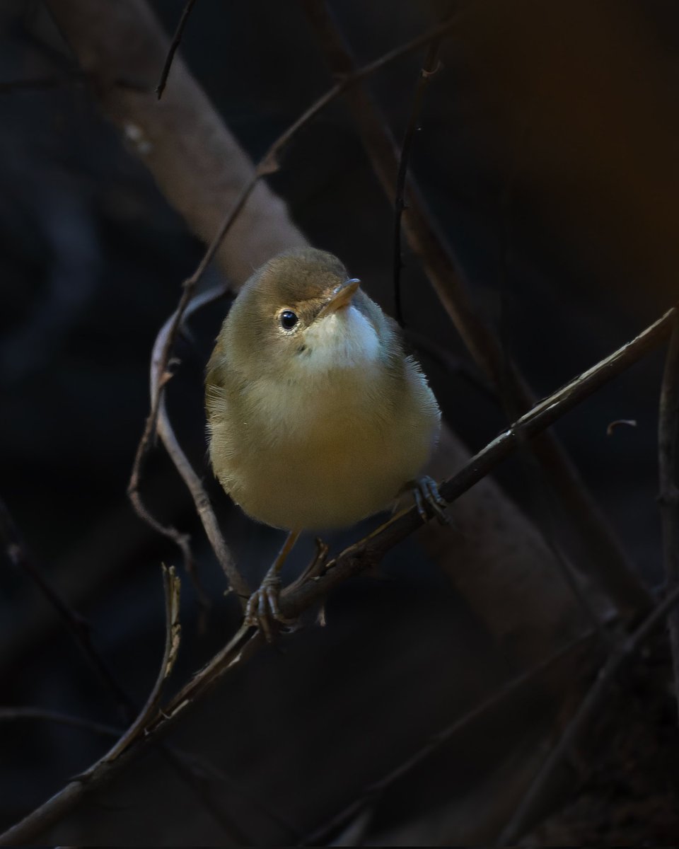 iamgraphik's tweet photo. When this fur ball was tired after eluding and decided to pose #bootedwarbler #indiAves #birding #birdphotography #BirdsSeenIn2023 #birdwatching #BirdsOfTwitter https://t.co/RapPOd2eSp