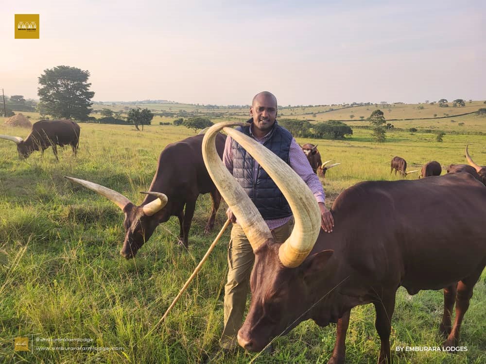 This is what our guests experience as part of #LifeOnTheFarm experience at @emburara Farm Lodge

Make your #getaway your best stay: +256 776 210 872 | +256 776 200 080 | +256 706 666 000 or email: reservations@emburarafarmlodge.com

-----
Remember booking is essential.