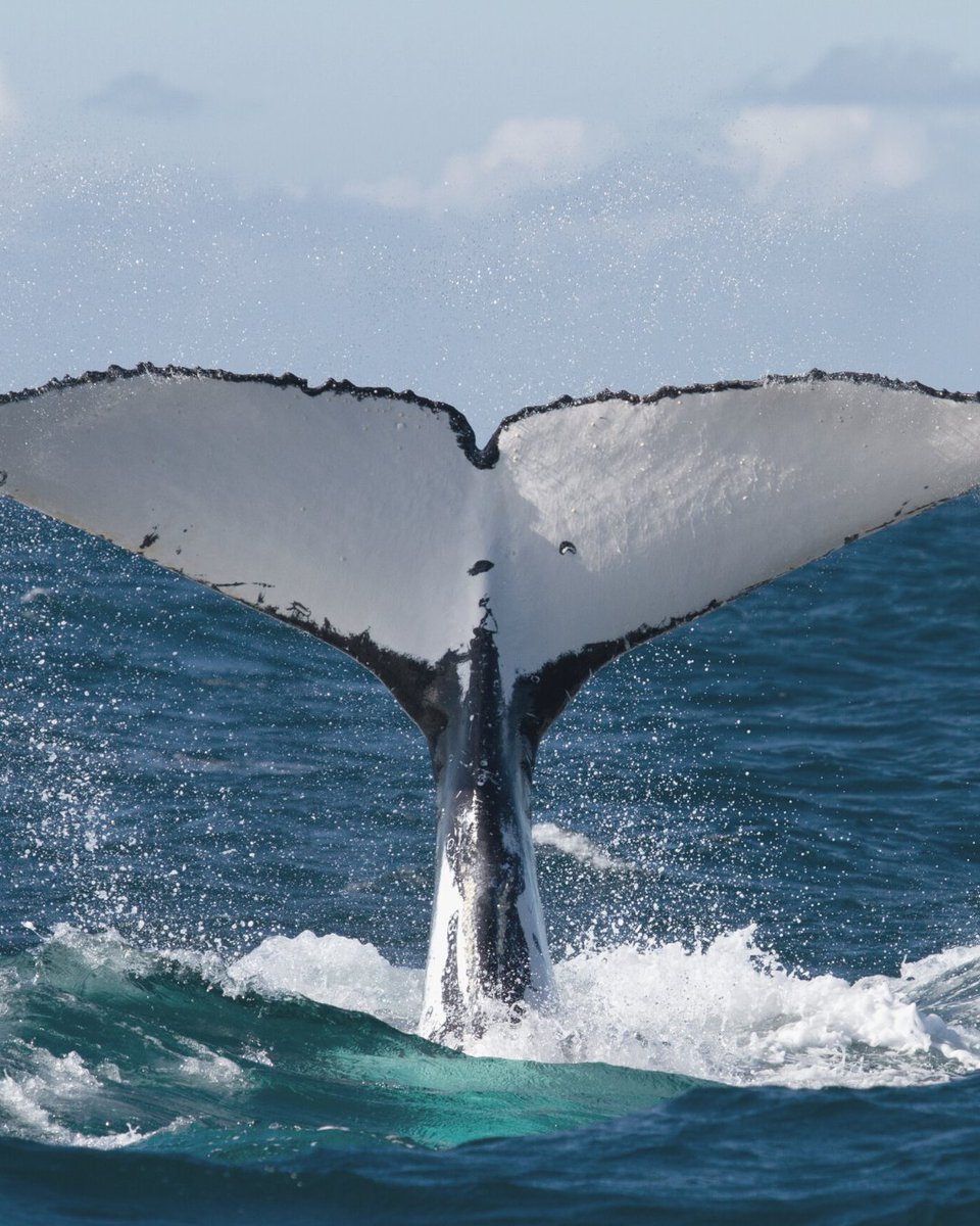 EquusHotelHi's tweet photo. Did you know? Winter is the best time of the year to see majestic humpback whales off the coast of Oahu. https://t.co/QBdRjK5V0n