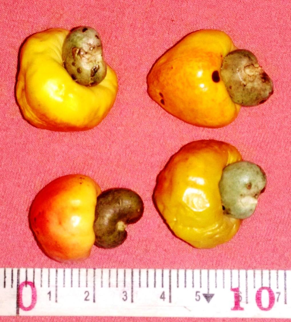 celsodolago's tweet photo. PLANTAS DO BRASIL
Anacardium humile, #Anacardiaceae, «cajuí».
Arbusto do cerrado;
polinizado por abelhas e moscas;
sementes dispersas por mamíferos nativos.
Pedúnculos intumescidos dos frutos saborosos e nutritivos.
Espécie ameaçada pela destruição acelerada do cerrado. https://t.co/0WHBKyixOz