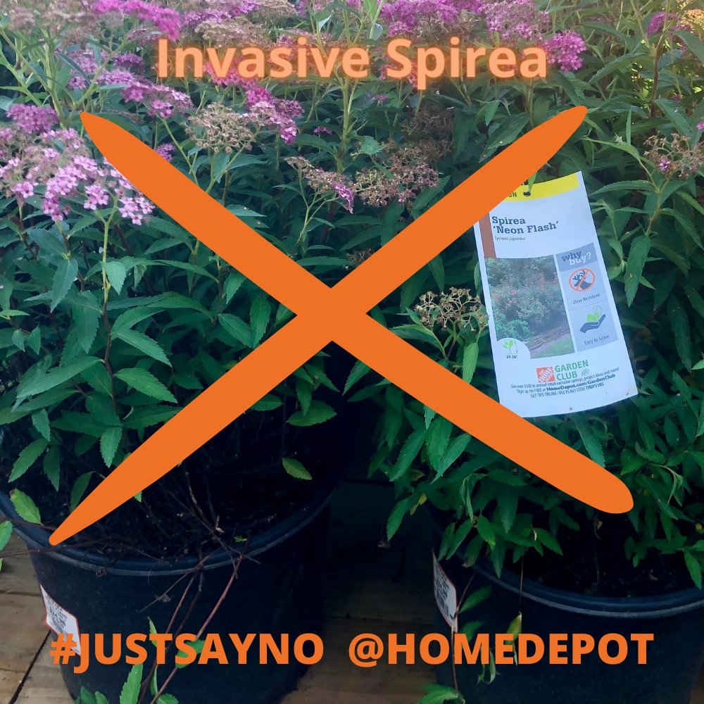 #JustSayNo <a href="/HomeDepot/">The Home Depot</a>
 Sign the petition change.org/homedepot via <a href="/Change/">Change.org</a> #invasiveplants #ecology #biodiversity #wildlife #environment #nationalparks #gardening #landmanagement #habitat