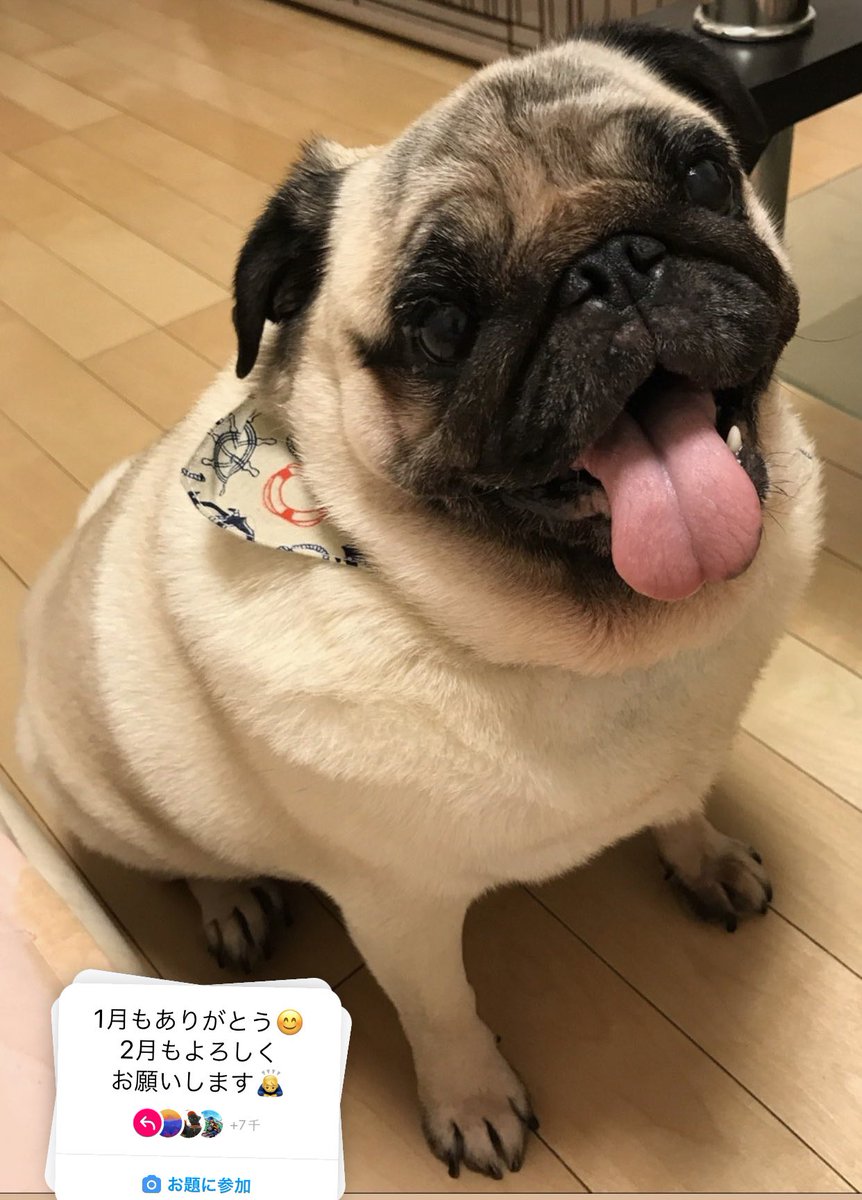 😃😃😃😃　

#パグ #パグライフ #パグ大好き #パグ中毒  
#pug #puglove  #pugdog  #dog #mops #dogsoftwitter  #cutepug  #pugs  #いぬ