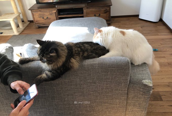 おしりかじり虫 アニメレーダー