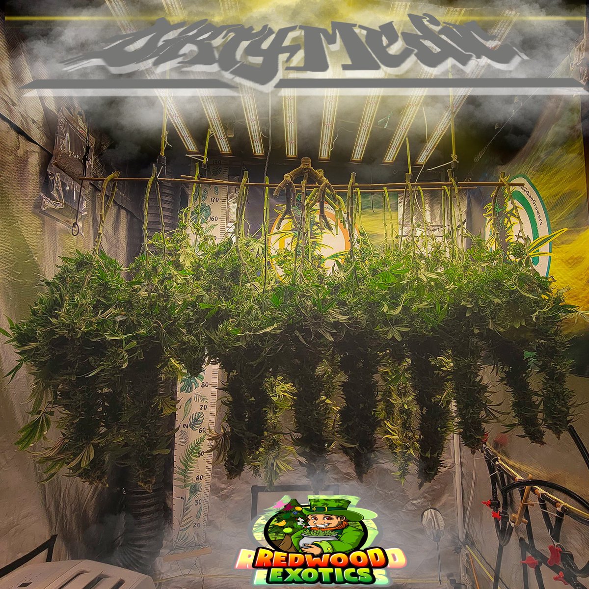 Dirty_Medic's tweet photo. ECL x HK @RedwoodExotics looking nice in the drying tent. #Mmemberville #cannabislife #420Life #twitch https://t.co/aiE1YdFl3O https://t.co/7g4tIo1dGg