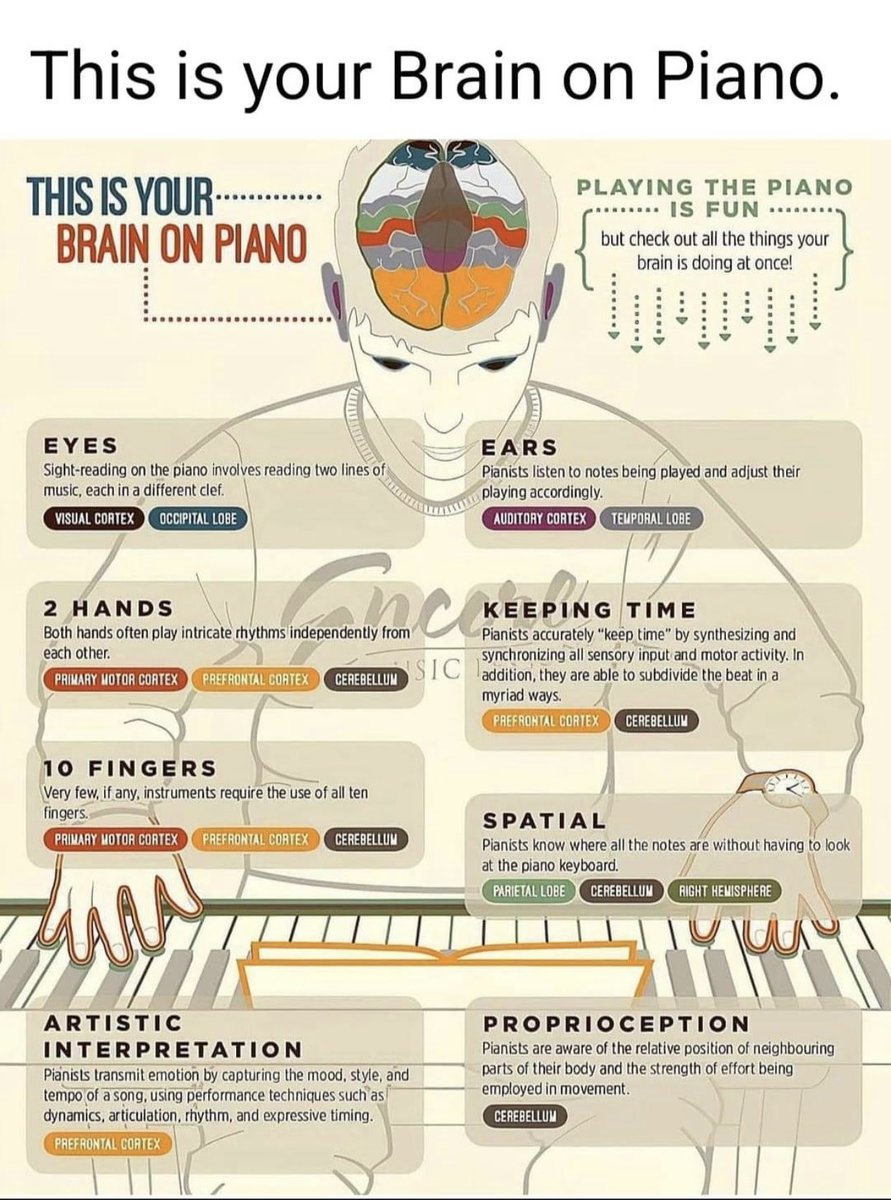 playinglesshurt's tweet photo. Did you know? What studying music does! #music #musiceducation #brain https://t.co/MwiXJbocNt