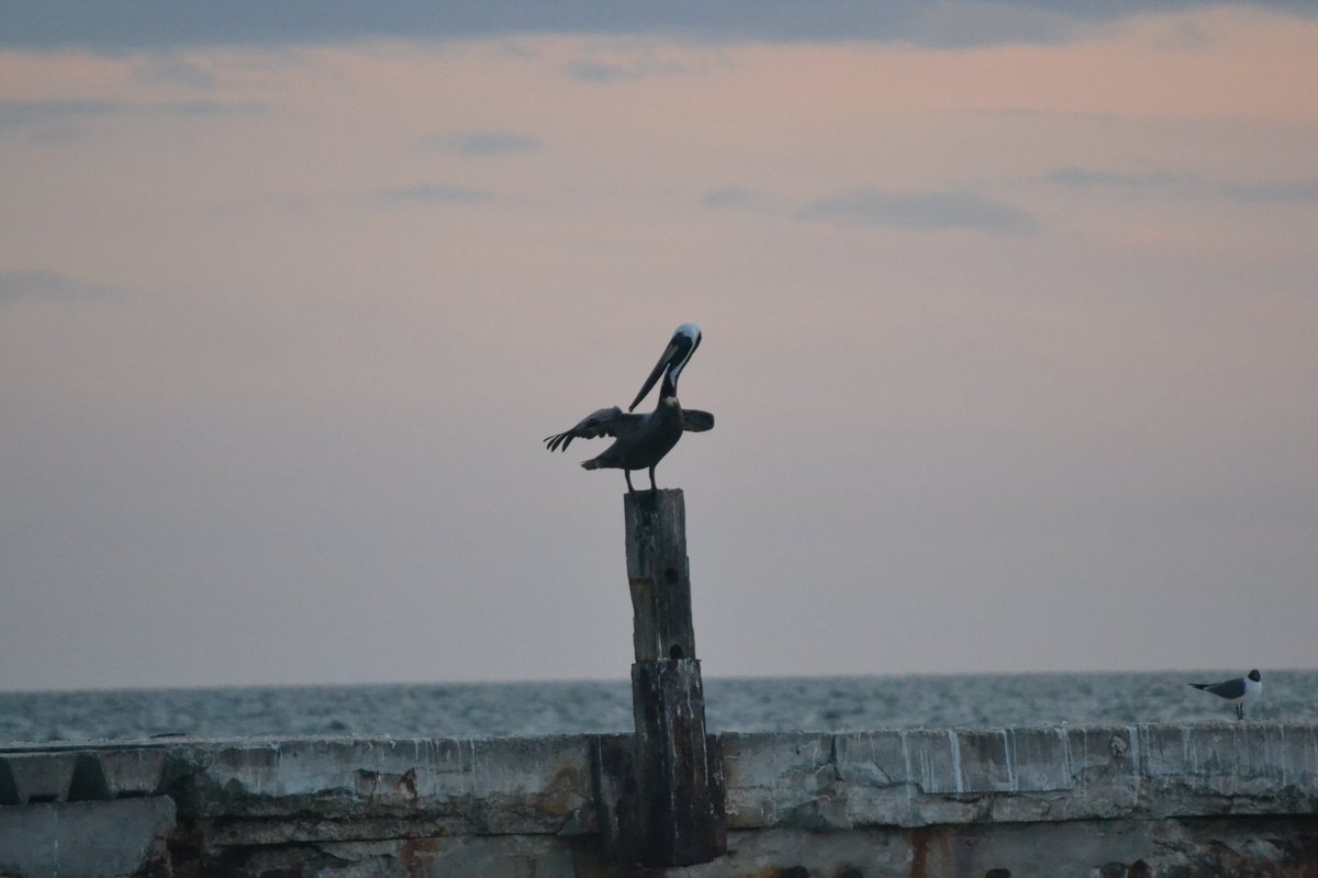 MyLittlePhotos7's tweet photo. @BraydenCreation Anna Maria Island, Florida
A resting Pelican
#Florida #Pelicans https://t.co/BpAnrWlNeW