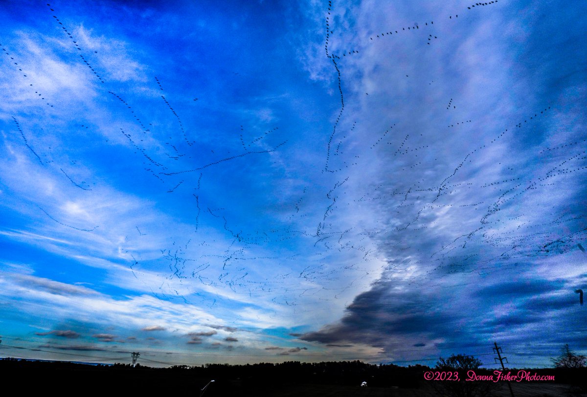 DonnaFisherMC's tweet photo. Talk about tweeting... birds by the thousands soaring over #Orefield, Pa. Jan. 31, 2023 #LehighValley #Allentown #LehighCounty #BirdsOfTwitter https://t.co/AfNFqbNXip