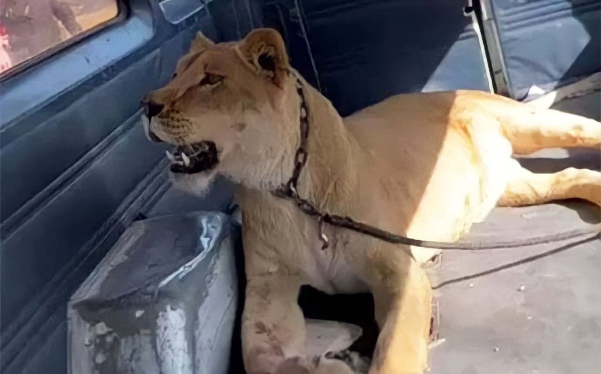 AgenciaTam's tweet photo. Urgente: #LeonaAfricana ataca a una mujer y mata varios perros y un gato en #CumbresIII #Aguascalientes. #PROESPA colabora con autoridades federales para garantizar seguridad pública y la responsabilidad del propietario es investigada. #MedidasDeSeguridad #SalvajesEnCasa https://t.co/6PuejP2LCX
