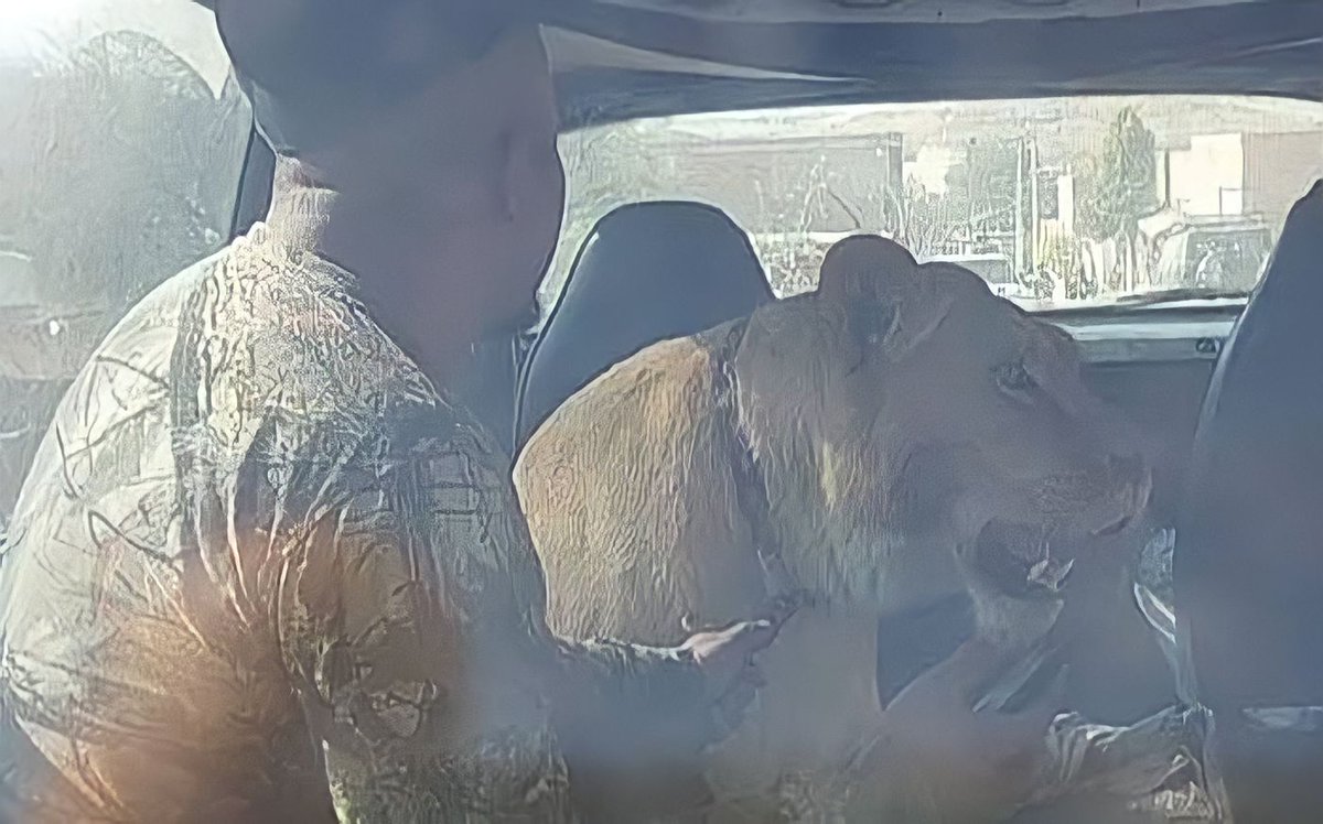 AgenciaTam's tweet photo. Urgente: #LeonaAfricana ataca a una mujer y mata varios perros y un gato en #CumbresIII #Aguascalientes. #PROESPA colabora con autoridades federales para garantizar seguridad pública y la responsabilidad del propietario es investigada. #MedidasDeSeguridad #SalvajesEnCasa https://t.co/6PuejP2LCX