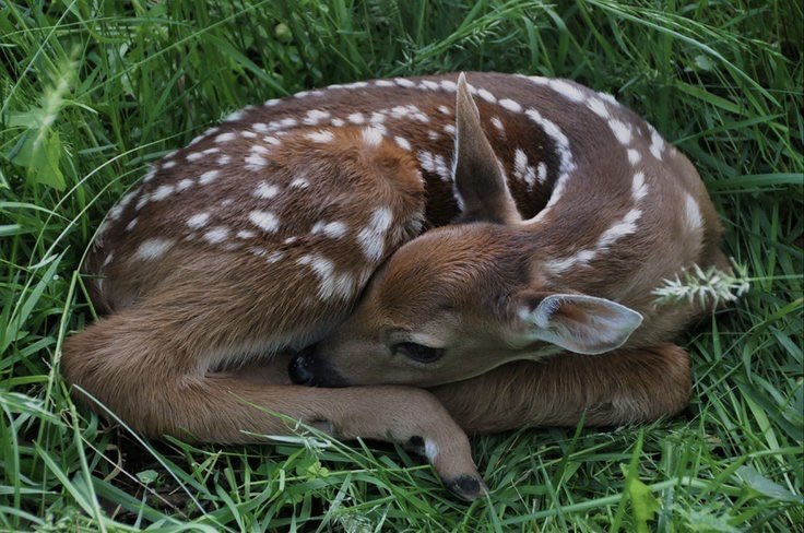 httpdenali's tweet image. bambification