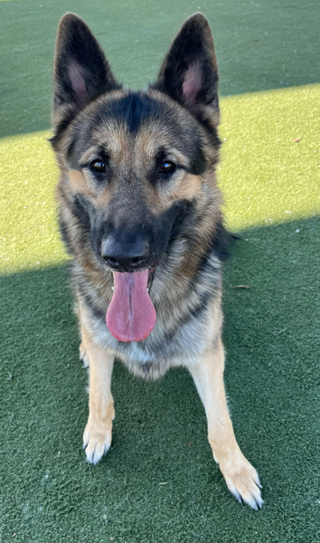 AdoptCCAnimals's tweet image. #Dog #Shasta_CCSTCA_25 Beautiful, friendly girl. Come meet me! 💕 getpet.info/Shasta_CCSTCA_…