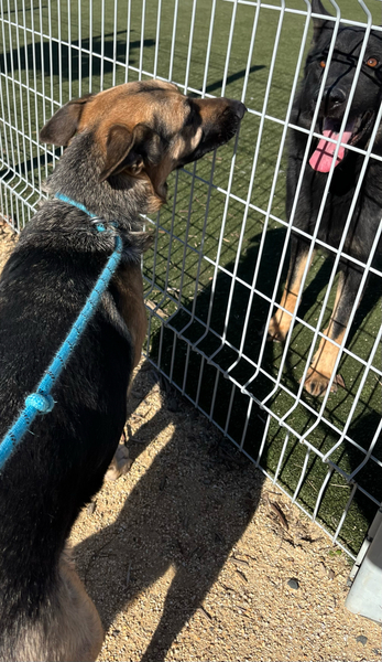 AdoptCCAnimals's tweet image. #Dog #Shasta_CCSTCA_25 Hello friend! I really enjoy meeting other dogs calmly with a happy tail wag 🐾 getpet.info/Shasta_CCSTCA_…
