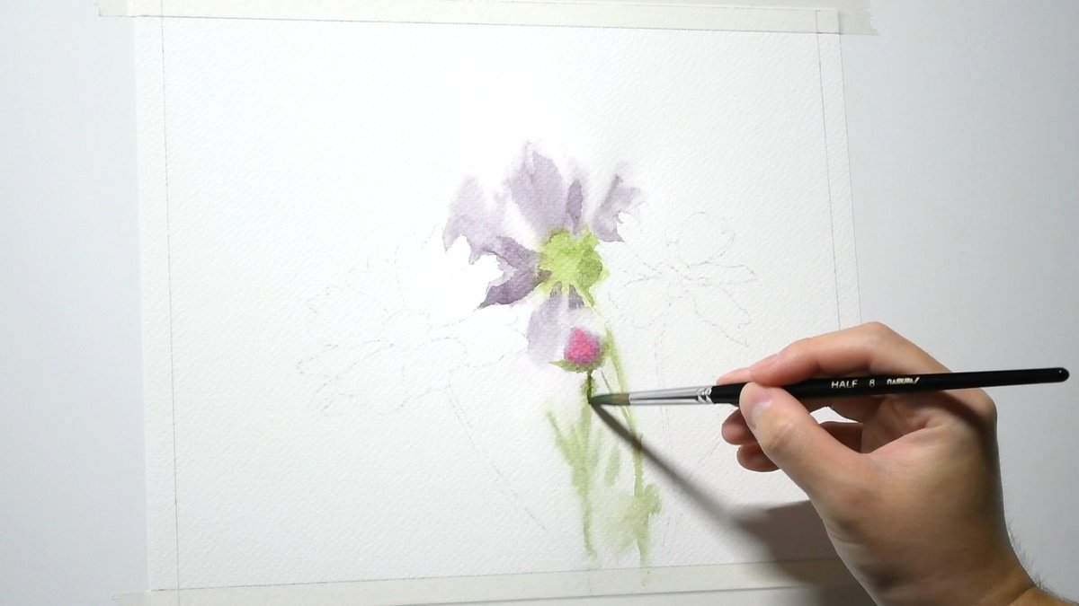 「1時間20分くらいで描いたコスモスの花。#透明水彩 #水彩画 ↓メイキング動画↓」|Naoya Ohtaniのイラスト