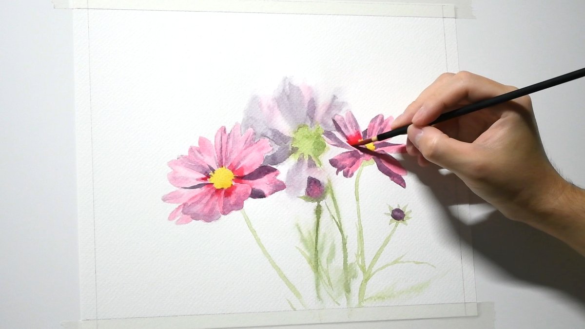 「1時間20分くらいで描いたコスモスの花。#透明水彩 #水彩画 ↓メイキング動画↓」|Naoya Ohtaniのイラスト