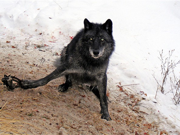 BanKillContests's tweet photo. 🚨Montanans🚨Call your Legislators to OPPOSE HB372. Trapping is cruel and indiscriminate. It is sick. Trapping has no place in a modern Montana.  Find your rep here: https://t.co/dJpns1Kkcb Takes less than a minute! @FootlooseMT https://t.co/9qa3680lQA