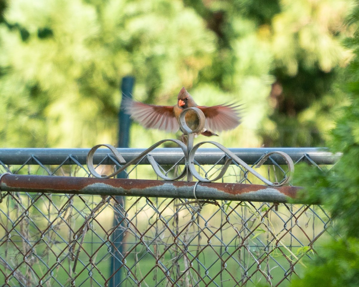 _elizabethudson's tweet photo. Cardinal In Flight

#birdsoftwitter #birdphotography #naturephotography #birdwatching #twitternaturecommunity #birdsseenin2023 #cardinal #SouthCarolina https://t.co/V4NzWOG1x1