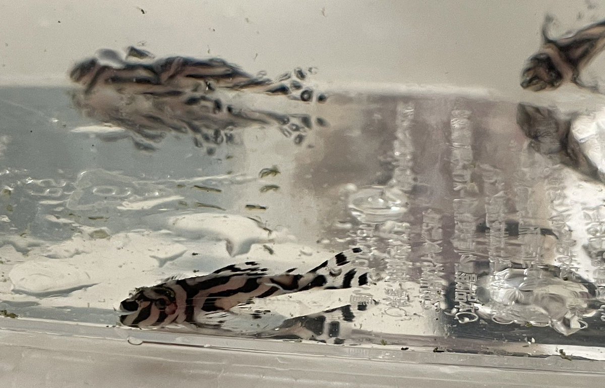 純血メガクロス稚魚