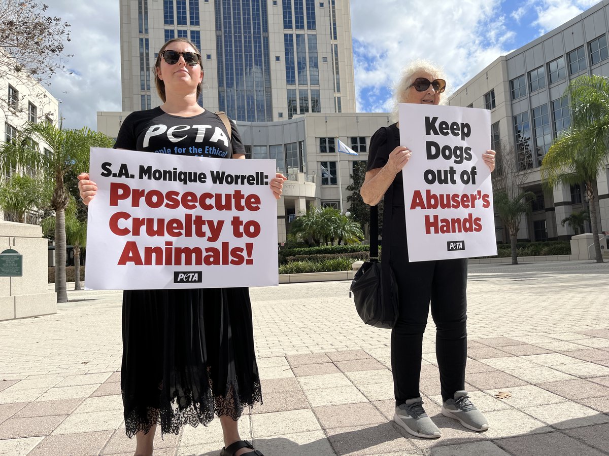 peta's tweet photo. Abused Florida dogs remain in the dangerous custody of a dog abuser, and we won't stand for it.
 
These dogs need YOU to add your voice 📢  https://t.co/tOXK5aBTOT https://t.co/wQC91XMD9e