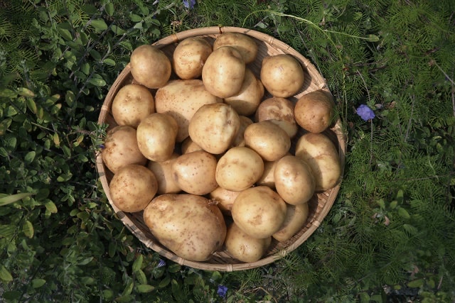 ChrisPellegrini's tweet image. Here’s a fun #shochu project out of @OISHIDISTILLERY in Kagoshima. A little under two weeks left to get in there. Kanpai!
makuake.com/project/moto_2…