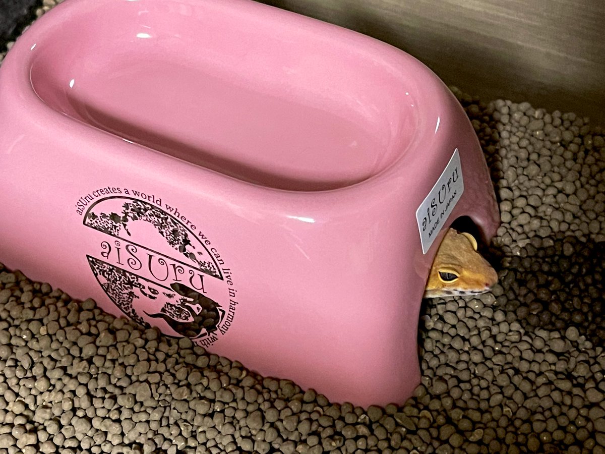 アイシェルター　5つまとめ売り おまけつき 55a82d601e055ae5b3f7cf34c7cc9a