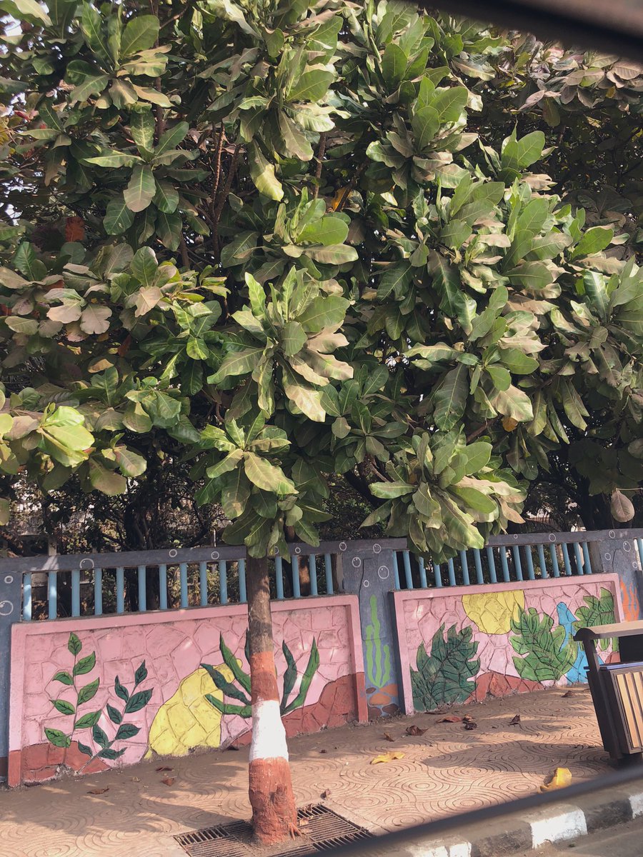 _sen_sharmila's tweet photo. Anticipatory nostalgia for Bombay activated because I know I will be in Boston by this weekโs end.
#SpotsofTime #Wordsworthwasmyguru
#Romaticisminthecolonies https://t.co/JpKPms9w4m