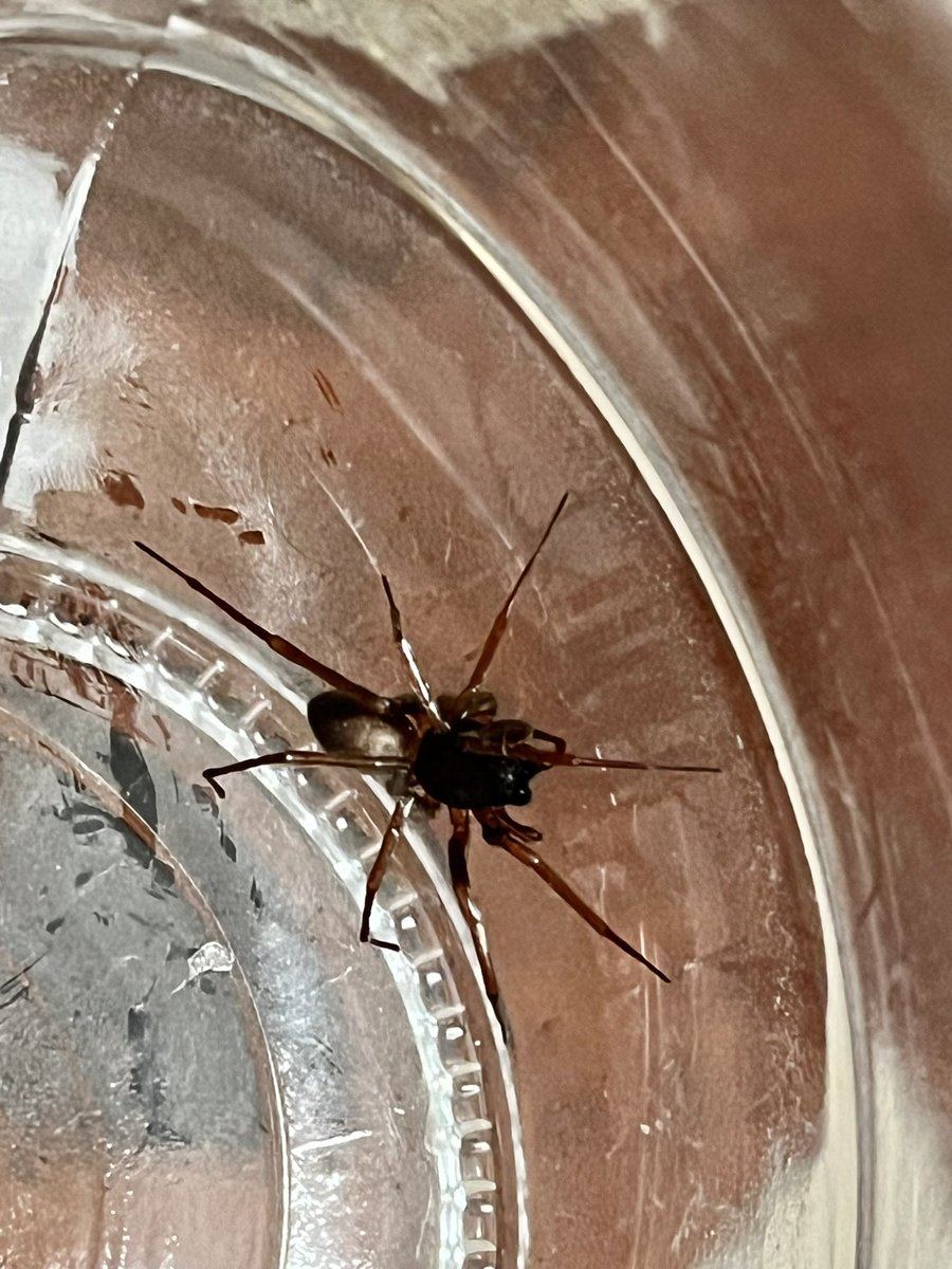 Sánchez García Aldo (@aphexmaldo) on Twitter photo Buenas noches <a href="/Arachno_Cosas/">Soy aracnólogo, pregúntame lo que quieras</a>. Aquí preguntando la identidad de esta visitante nocturna. Saludos y gracias de antemano. Buenas noches <a href="/Arachno_Cosas/">Soy aracnólogo, pregúntame lo que quieras</a>. Aquí preguntando la identidad de esta visitante nocturna. Saludos y gracias de antemano.